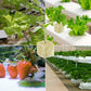 📢📢 50% RABATT!! ⏰ Jordfri odling – plantor
