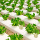 📢📢 50% RABATT!! ⏰ Jordfri odling – plantor